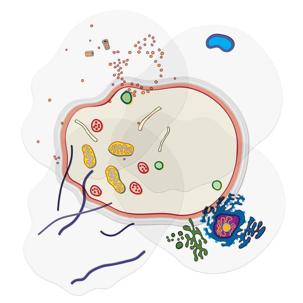 See-Through Animal Cell Builder