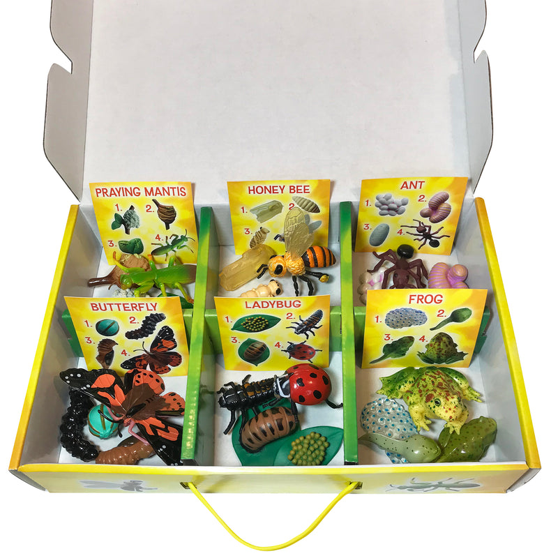 Life Cycle Figurines 24pc Set