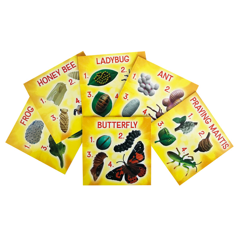 Life Cycle Figurines 24pc Set