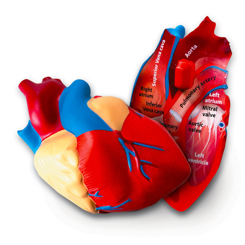 Human Heart Crosssection Model