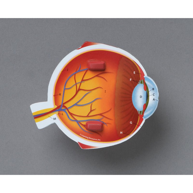 Cross-section Eye Model
