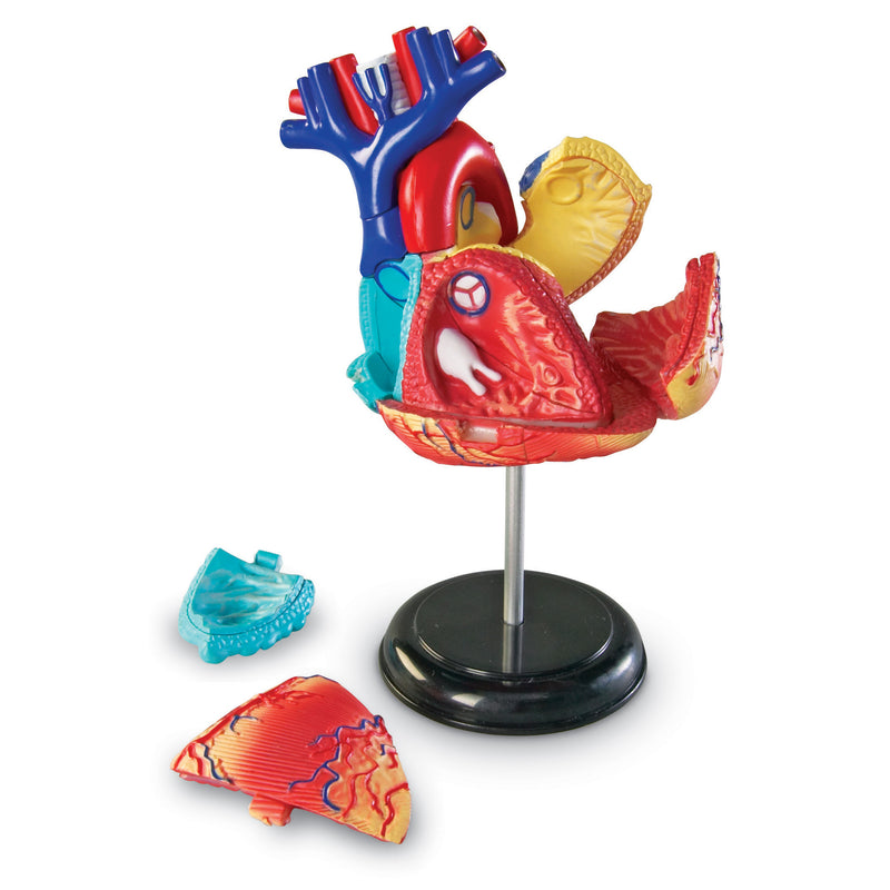 Model Heart Anatomy