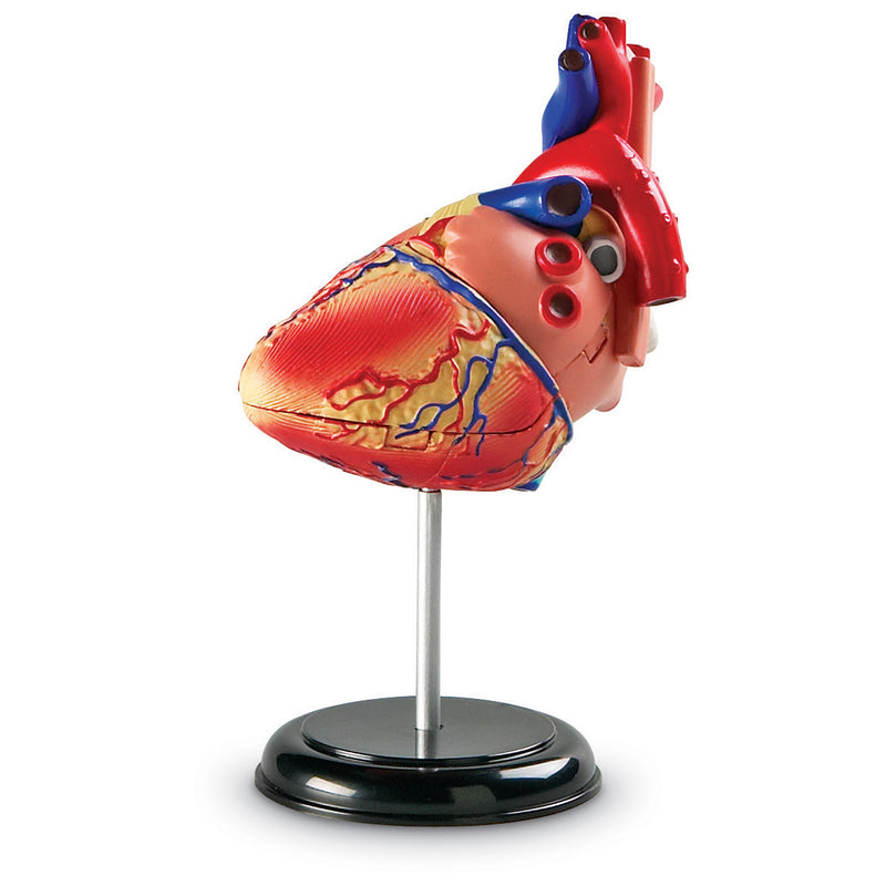 Model Heart Anatomy