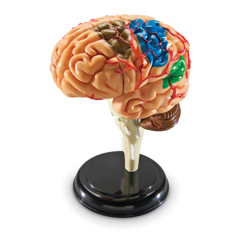 Model Brain Anatomy