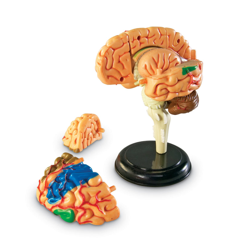 Model Brain Anatomy