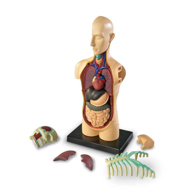 Model Human Body Anatomy