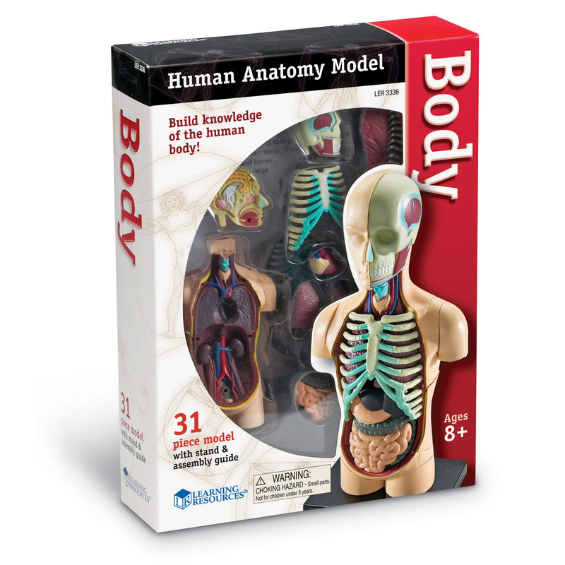 Model Human Body Anatomy