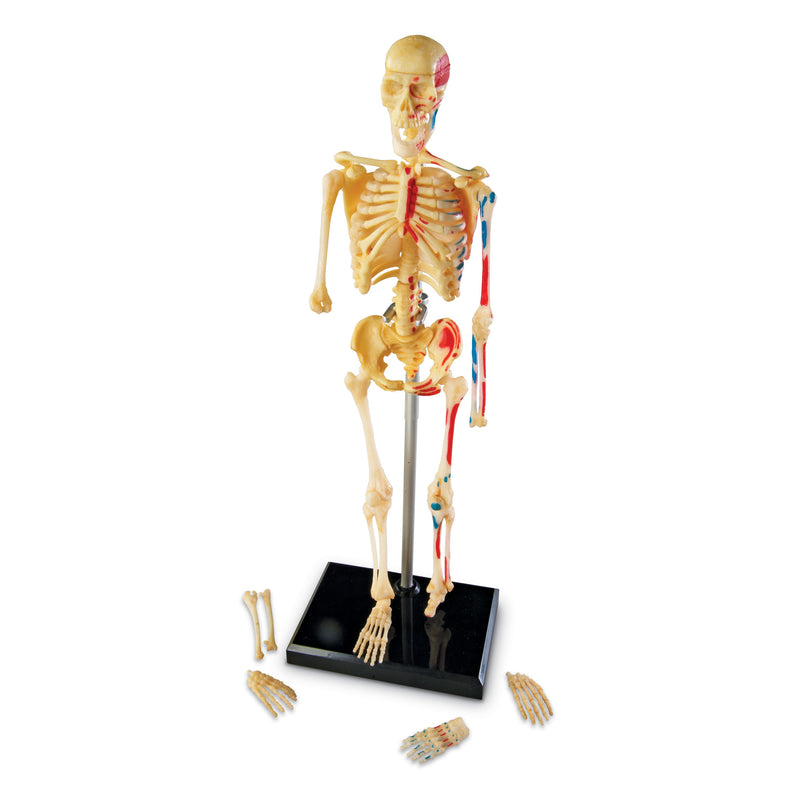 Model Skeleton