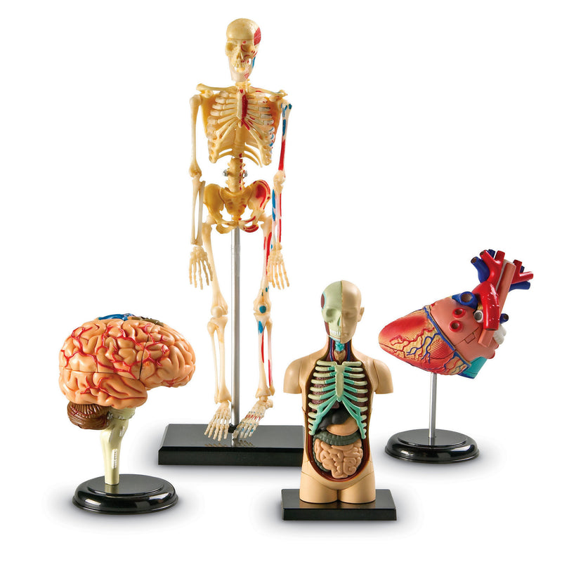 Model Anatomy Bundle Set