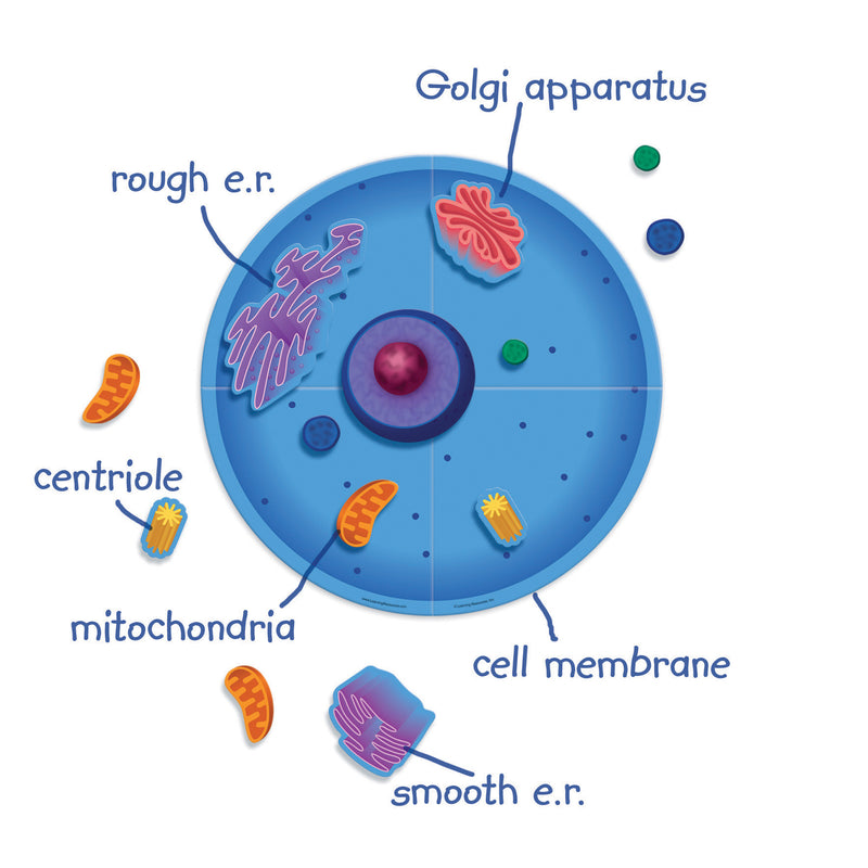 Magnetic Animal Cells