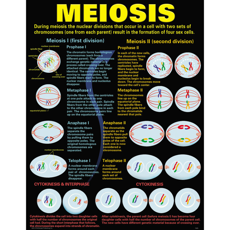 Cells Teaching Poster Set