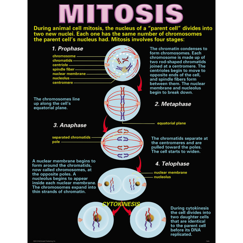 Cells Teaching Poster Set