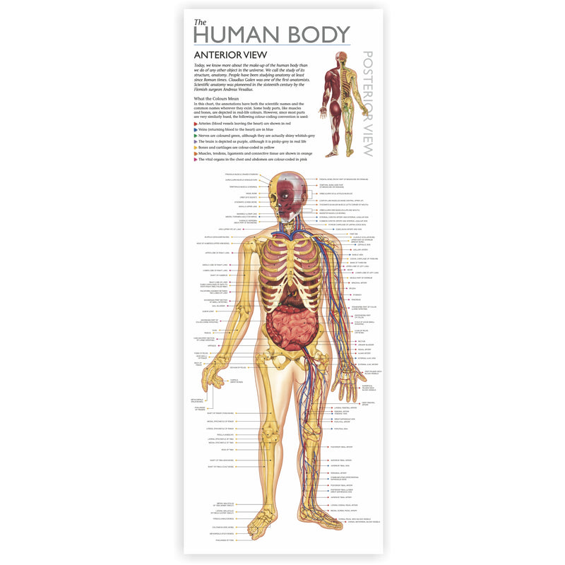Tin Set Discover The Human Body Wonders Of Learning