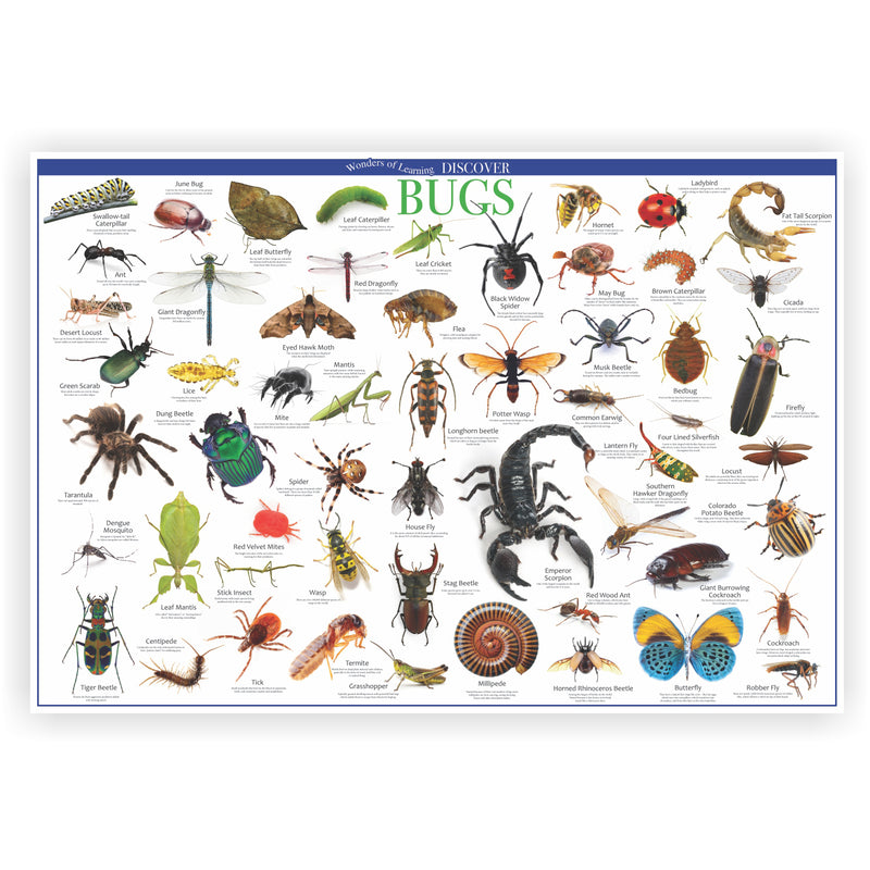 Tin Set Discover Bugs Wonders Of Learning