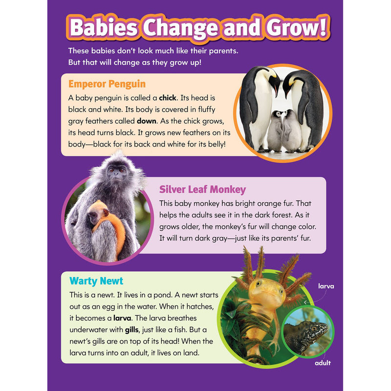 Superscience Gr 1-3 Stem Instant Activities