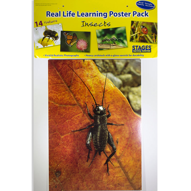 Insects 14 Poster Cards