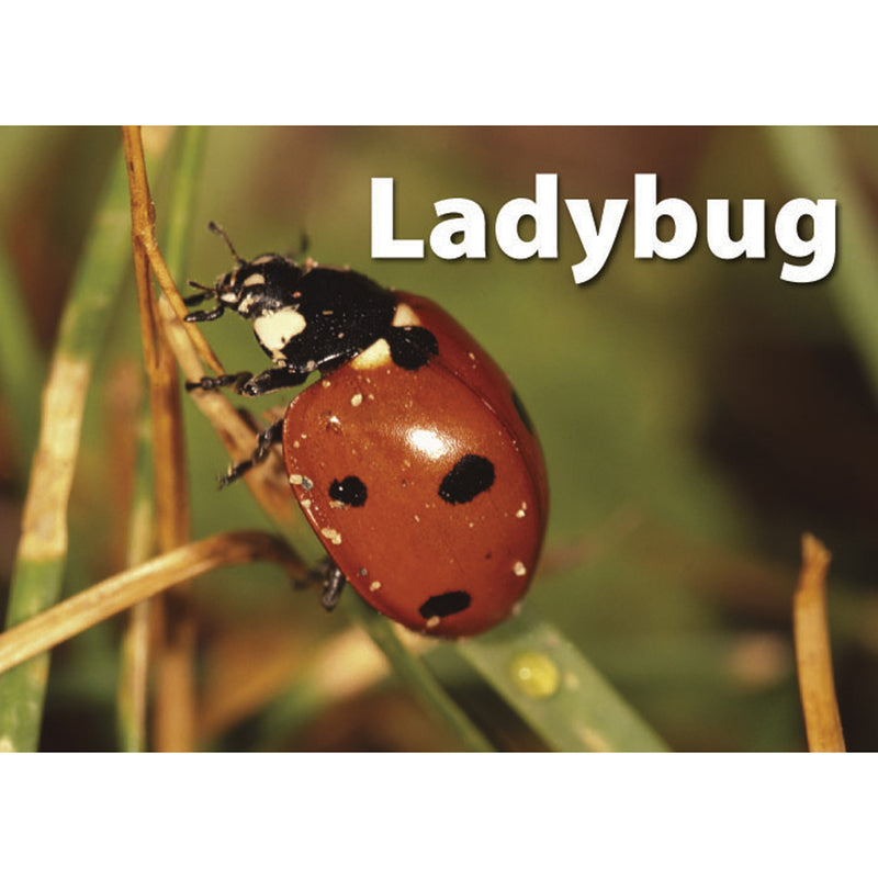 Insects & Bugs Photographic Memory Matching Game