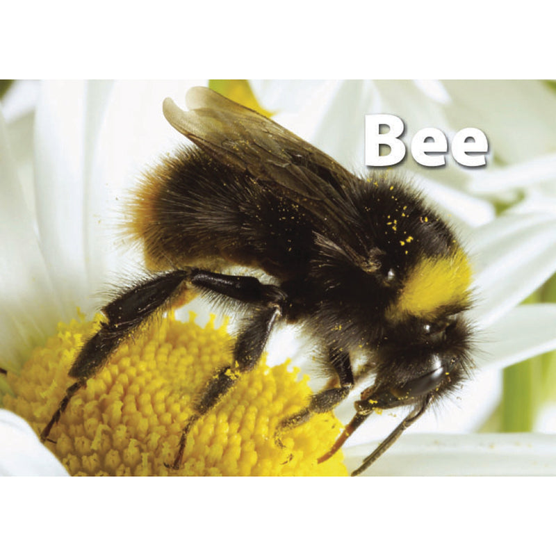 Insects & Bugs Photographic Memory Matching Game
