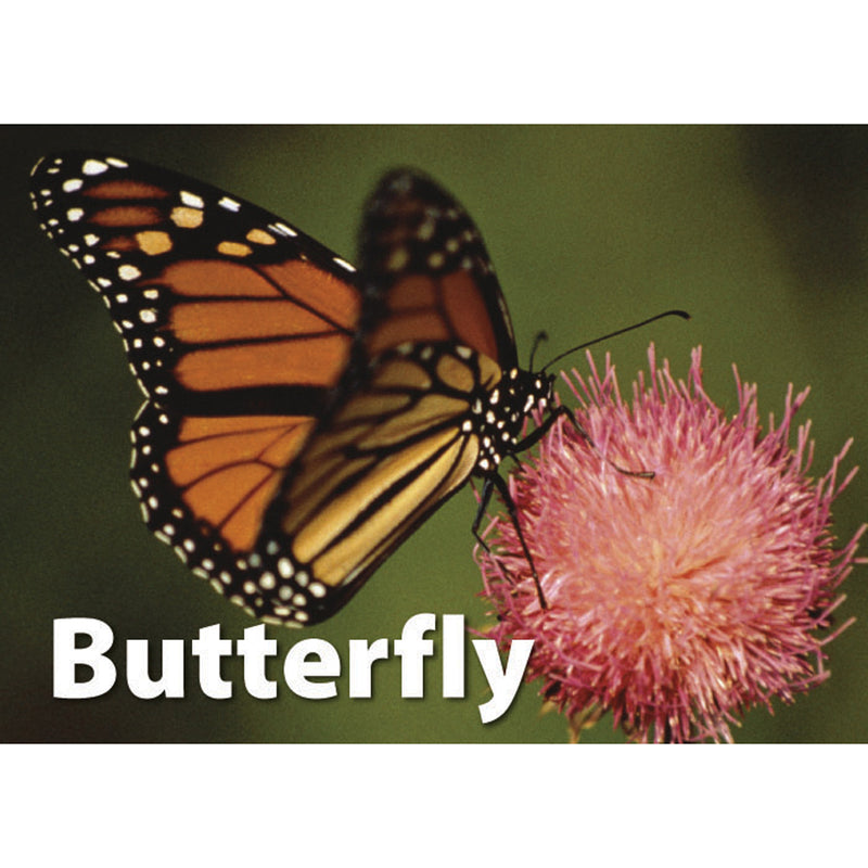 Insects & Bugs Photographic Memory Matching Game