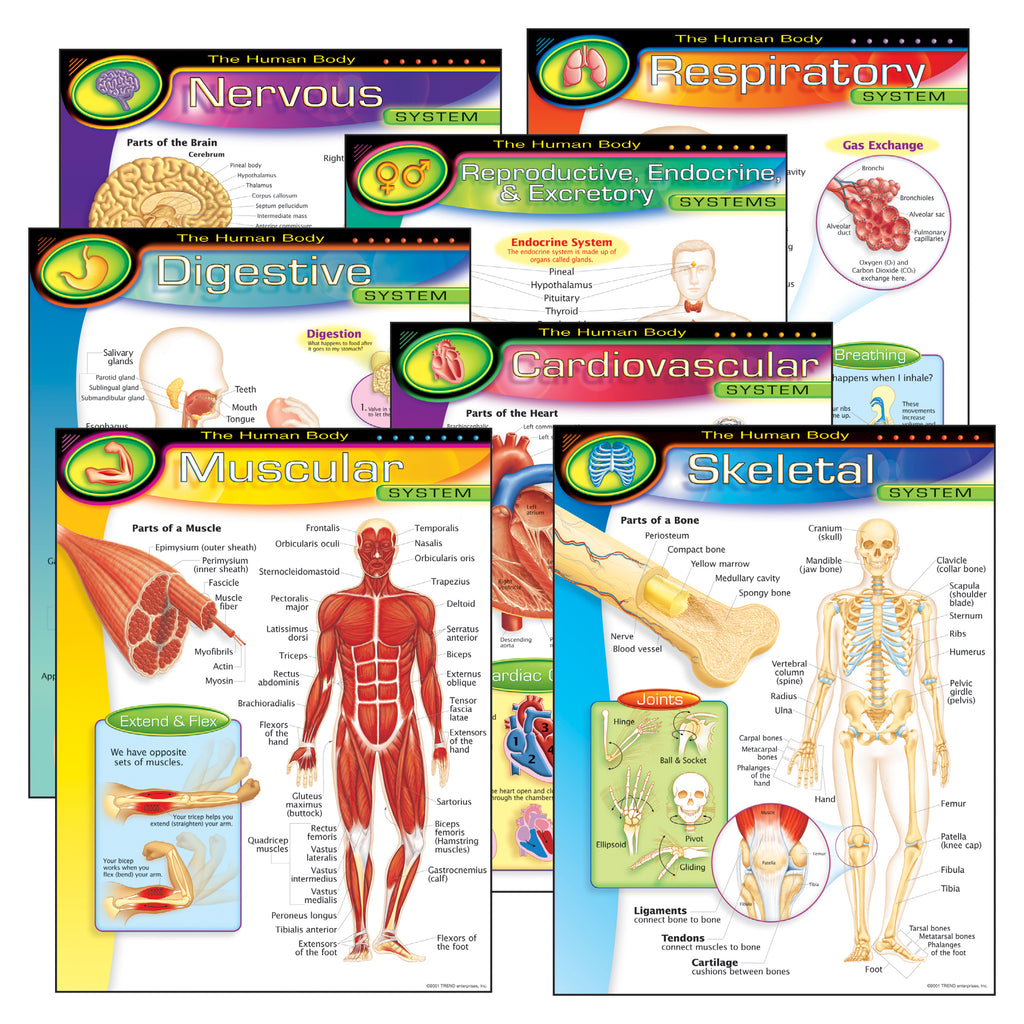 Chart Pk The Human Body 7-pk 17x22 Gr 5-8