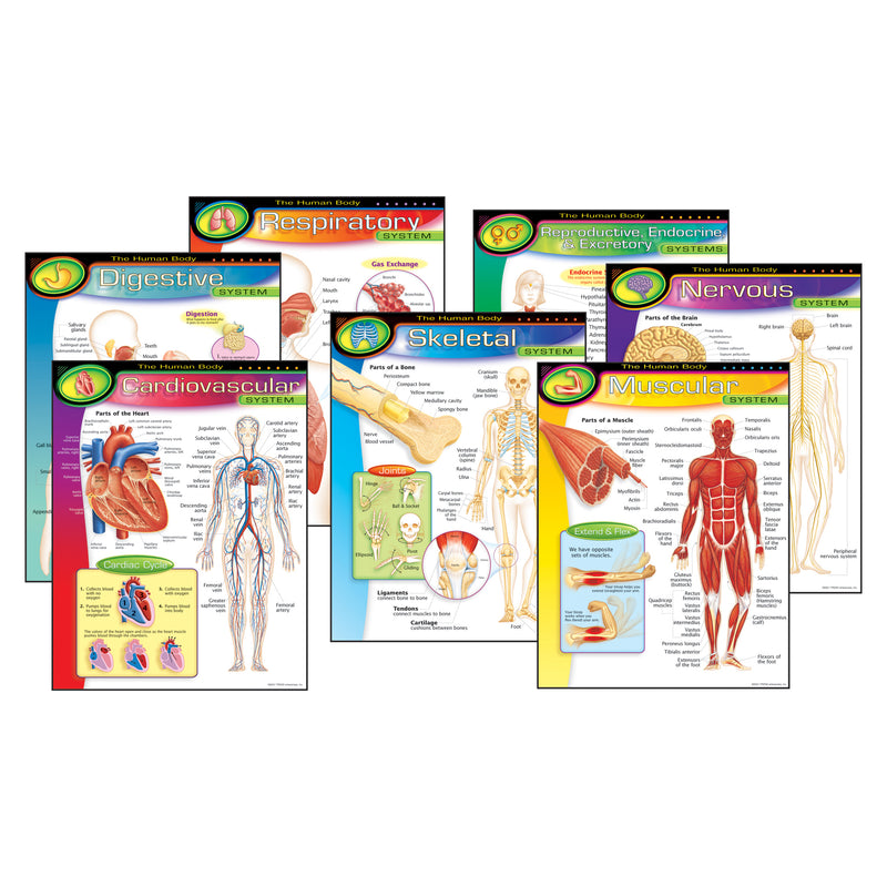 Chart Pk The Human Body 7-pk 17x22 Gr 5-8