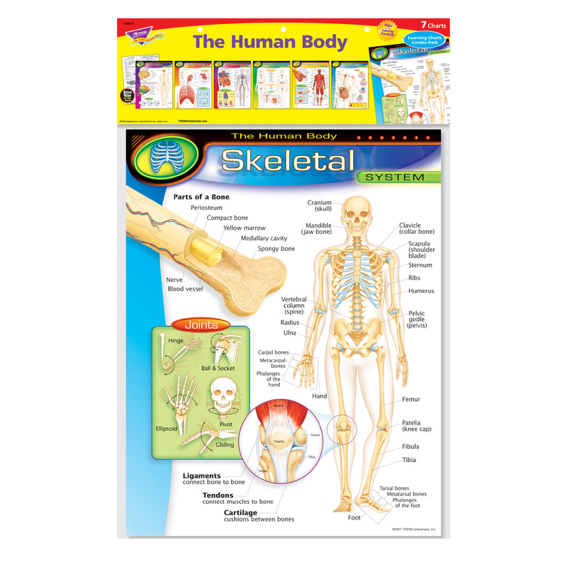 Chart Pk The Human Body 7-pk 17x22 Gr 5-8