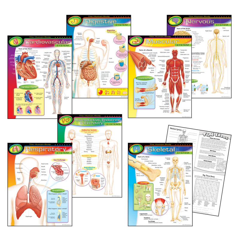 Chart Pk The Human Body 7-pk 17x22 Gr 5-8