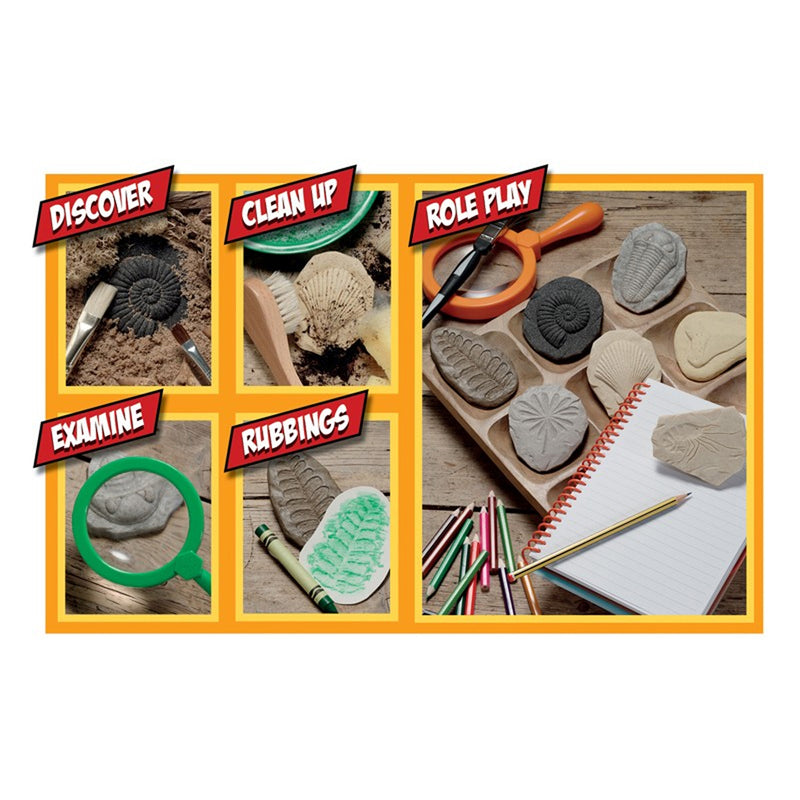 Play And Explore Fossils